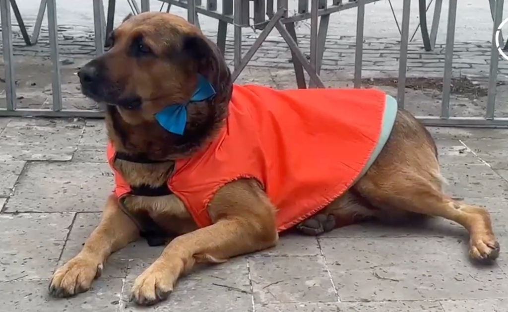 Con traje y corbatín: Perritos se lucen de gala en la previa de la Cuenta Pública 2026