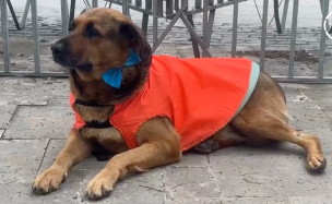 Con traje y corbatín: Perritos se lucen de gala en la previa de la Cuenta Pública 2026