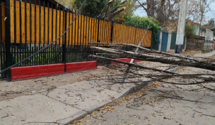 Reportan caídas de árboles y calles cortadas tras fuertes vientos en distintas comunas