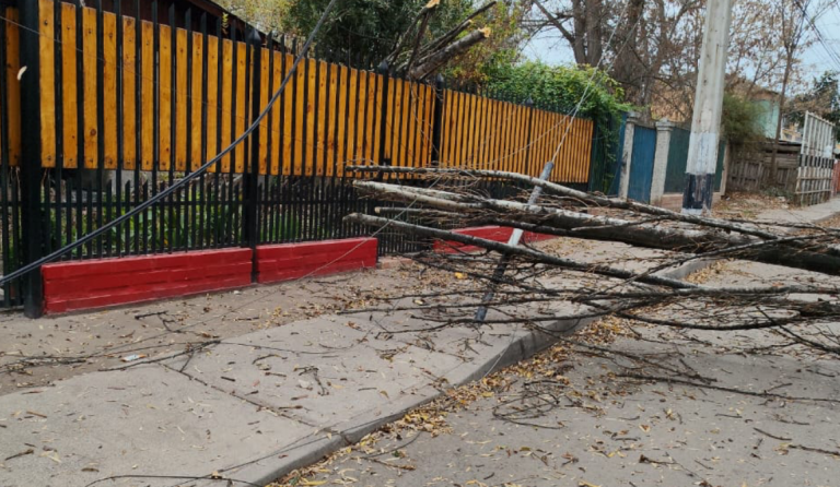 Reportan caídas de árboles y calles cortadas tras fuertes vientos en distintas comunas