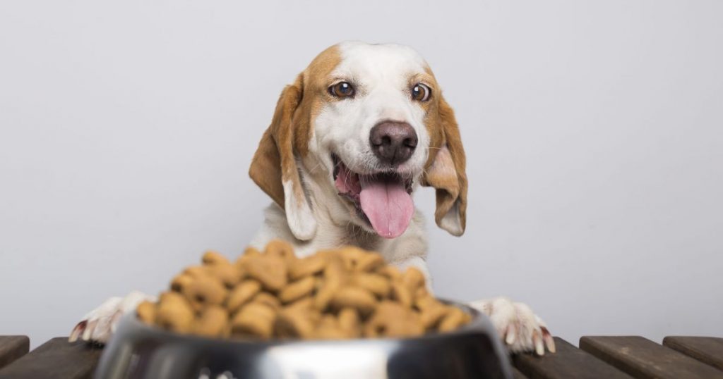 ¿Tu perro tiene sobrepeso? Experto explica cómo ayudarlo a adelgazar con su alimento habitual