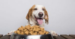 ¿Tu perro tiene sobrepeso? Experto explica cómo ayudarlo a adelgazar con su alimento habitual