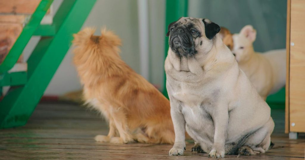 33% de los perros en Chile tiene sobrepeso: expertos advierten sus riesgos