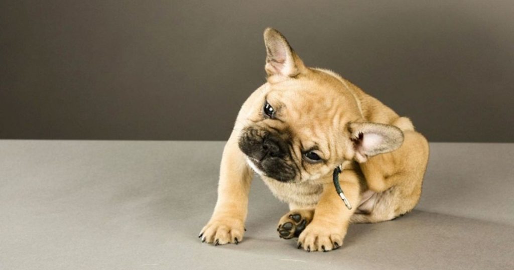 ¿Tu perro se rasca mucho? El frío extremo puede deshidratar y resecar su piel