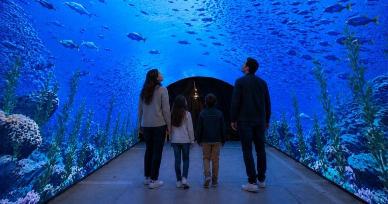 Ballenas, pingüinos y medusas: la experiencia inmersiva que llegará a tres ciudades de Chile este invierno