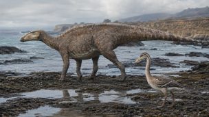 Paleontólogos confirman presencia de dinosaurios terrestres y aves del Cretácico en Algarrobo