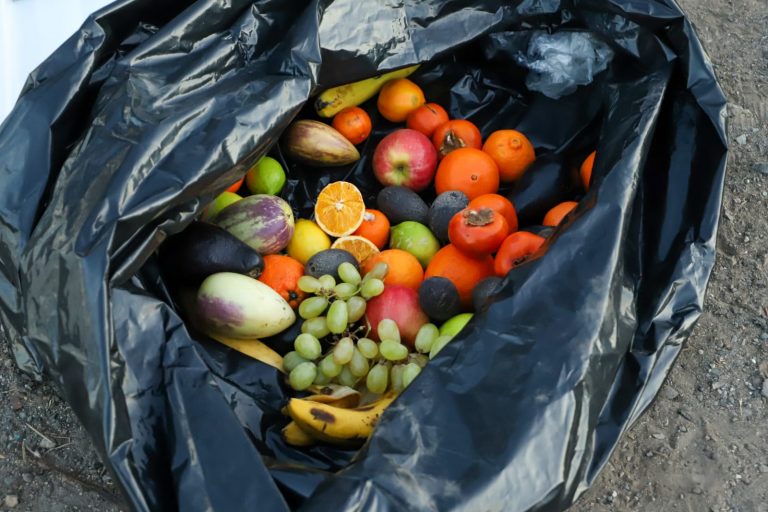 SAG refuerza fiscalización ante aumento de brotes de mosca de la fruta en el país
