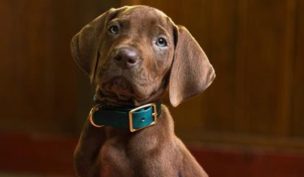 Scooby-Doo tendrá una inédita versión live action en Netflix: así lucirá el famoso perro