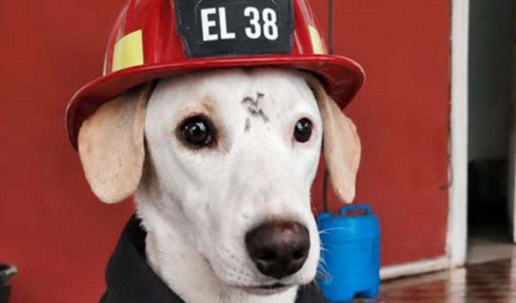 La emotiva historia de “El 38”, el perro rescatado que encontró hogar en una compañía de Bomberos