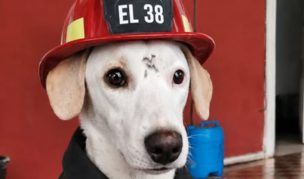 La emotiva historia de “El 38”, el perro rescatado que encontró hogar en una compañía de Bomberos