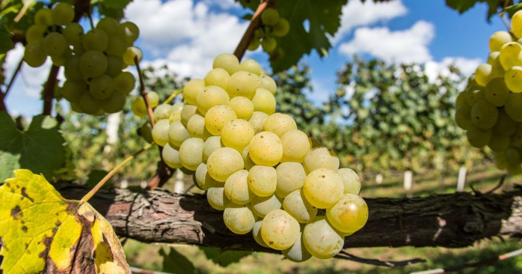 Pisco chileno Waqar obtiene Doble Medalla de Oro en el principal concurso de destilados del mundo