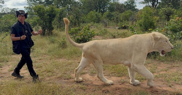 Jorge Said revela cómo será “África salvaje”, su proyecto más ambicioso para Canal 13