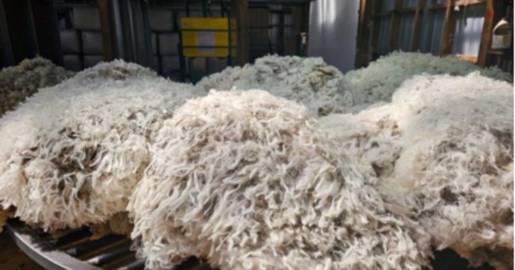 Chile concreta primer envío de lana ovina a India, uno de los mayores mercados textiles del mundo