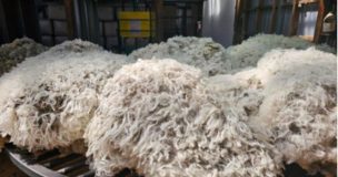 Chile concreta primer envío de lana ovina a India, uno de los mayores mercados textiles del mundo