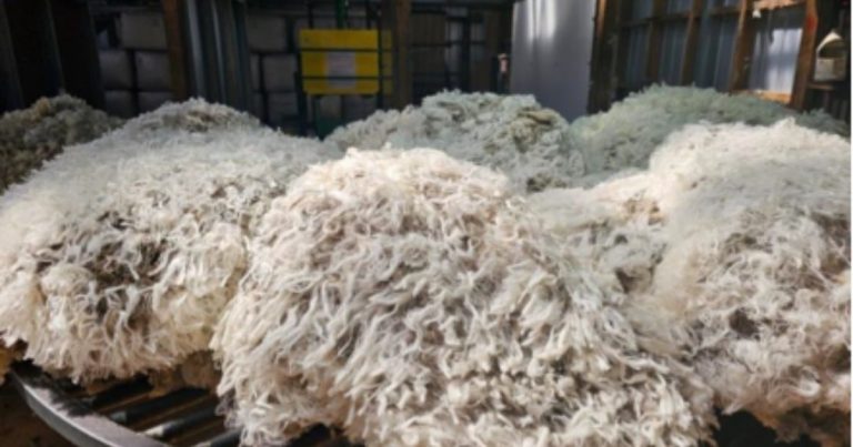 Chile concreta primer envío de lana ovina a India, uno de los mayores mercados textiles del mundo