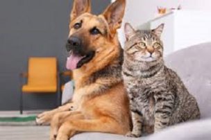 Cómo cuidar a perros y gatos en invierno: 7 consejos para proteger su salud
