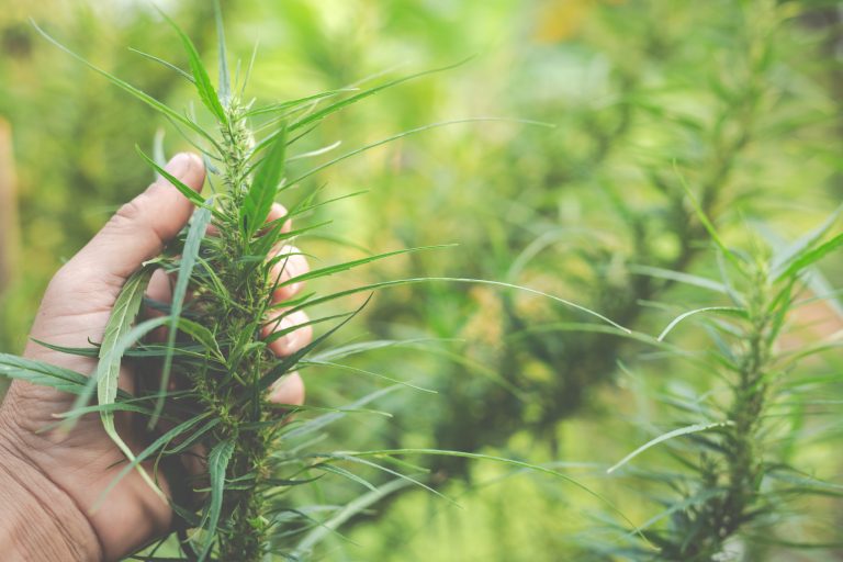 Experta advierte impacto del cannabis en el trabajo: aumenta riesgo de accidentes laborales