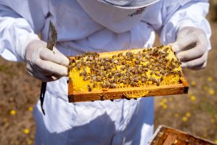 Subsidios de hasta un 75%: Ministerio de Agricultura llama a contratar el Seguro Apícola
