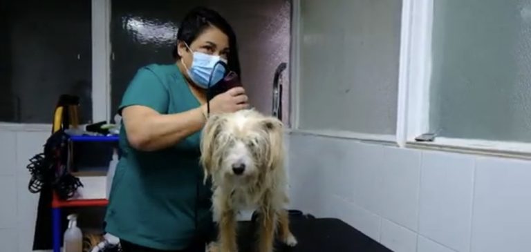 Estación Central inauguró primera Peluquería Canina municipal del país