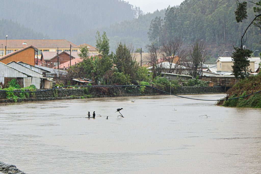 VIDEO | Senapred decreta Alerta Amarilla en tres comunas de Ñuble por aumento del río Chillán