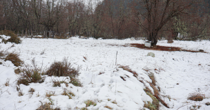Frente a pronóstico de nieve en Los Lagos y Aysén: cómo proteger animales, cosechas y estructuras
