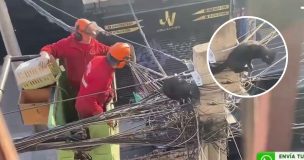 Gato protagonizó dramático momento durante rescate en vivo: “Estamos con el corazón en la garganta”