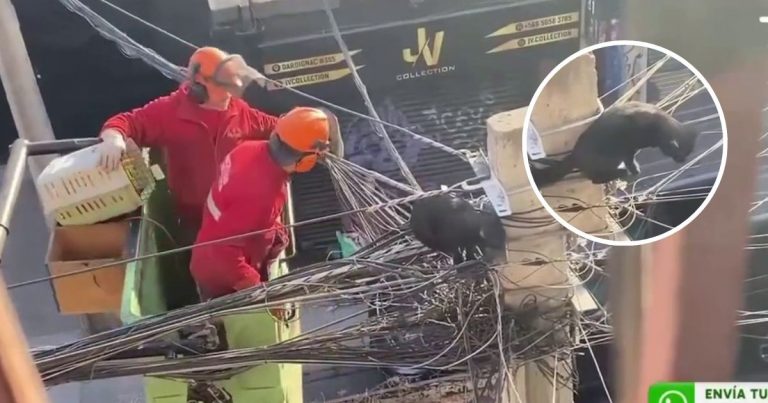 Gato protagonizó dramático momento durante rescate en vivo: “Estamos con el corazón en la garganta”