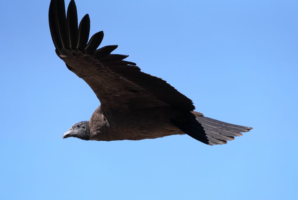 Día Internacional del Cóndor: por qué proteger al símbolo nacional de Chile es clave para la biodiversidad