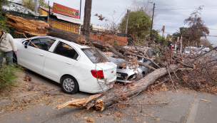 Caída de árbol suspende el tránsito en Ñuñoa y deja vehículos con graves daños