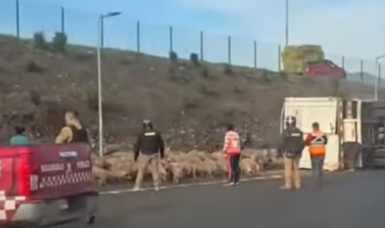 Vuelca camión con cerdos en plena caletera de la Ruta 78: Animales son contenidos por personal municipal