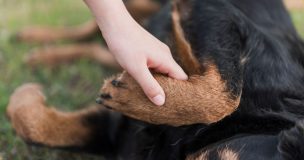 ¿Tu perro o gato se mueve menos en invierno? Podría estar sufriendo dolor en sus articulaciones