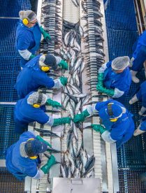 Pescadores Industriales del Biobío consolida liderazgo ambiental con enfoque en producción sostenible, cuidado del entorno y economía circular