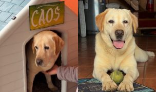 Caos, el perro que ayudó a incautar drogas en Chile, se jubiló y fue adoptado por una familia