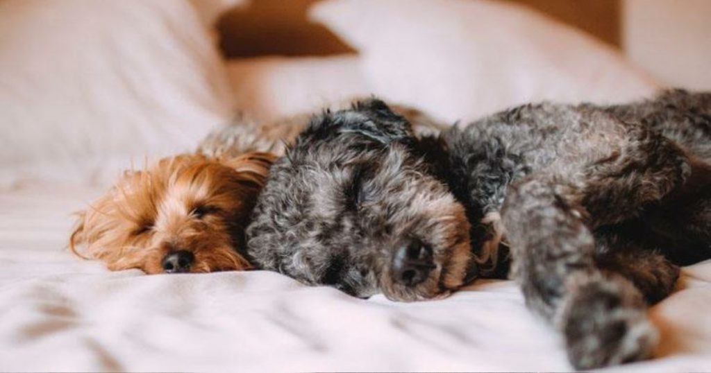 Lluvias, frío y viento: cómo proteger a tu perro durante el sistema frontal