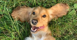¿Es recomendable compartir comida con perros y gatos? Expertos advierten los riesgos para las mascotas