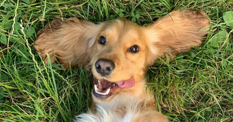 ¿Es recomendable compartir comida con perros y gatos? Expertos advierten los riesgos para las mascotas