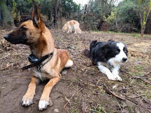Perros de búsqueda de KSAR Chile suman GPS para optimizar operativos de rescate