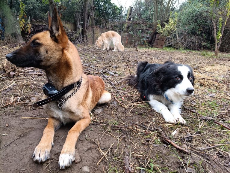 Perros de búsqueda de KSAR Chile suman GPS para optimizar operativos de rescate