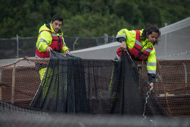 Medidas de alto impacto y fácil implementación para la salmonicultura podrían aumentar hasta 8% el empleo en regiones del sur