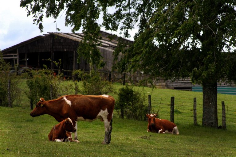 Seguros para el agro: extienden a 45 días el plazo para reportar daños por el temporal