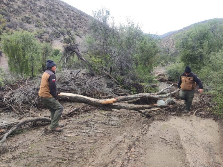 CONAF Coquimbo inicia recuperación de las áreas protegidas afectadas por el temporal