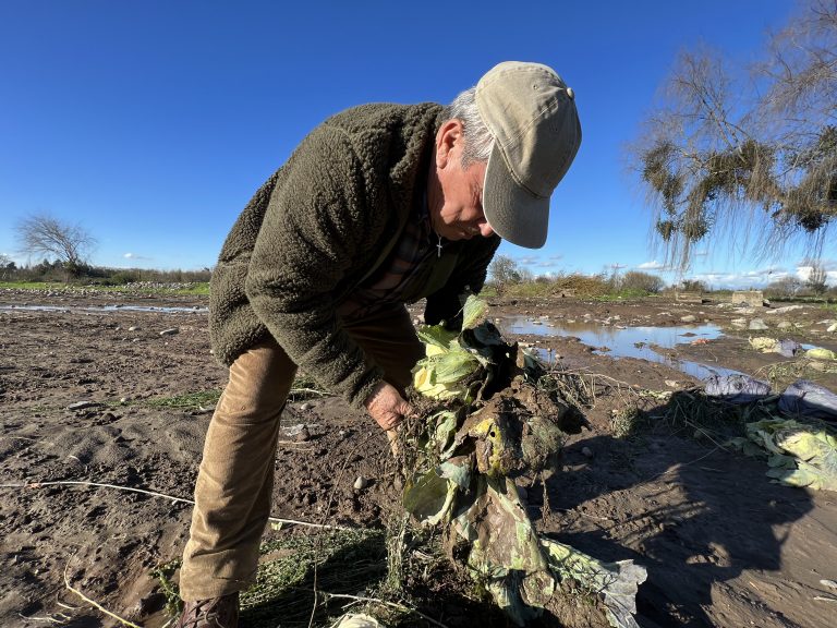 Ñuble solicita emergencia agrícola tras daños por sistema frontal: hay más de 700 agricultores afectados