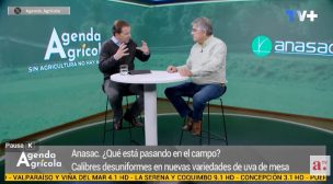 Agenda Agrícola analiza cómo prevenir la desuniformidad de calibres en uva de mesa
