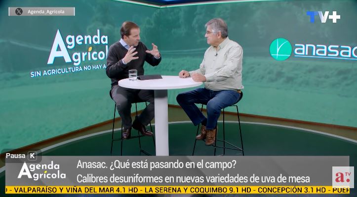 Agenda Agrícola analiza cómo prevenir la desuniformidad de calibres en uva de mesa