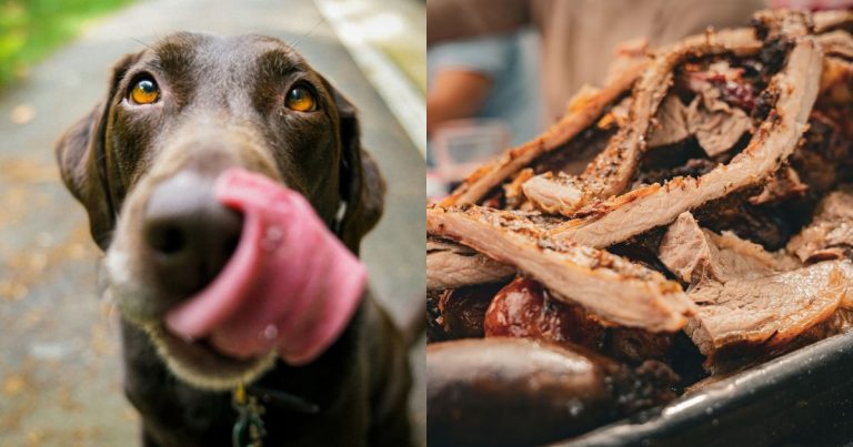 Fiestas Patrias y mascotas: los alimentos típicos que pueden poner en riesgo a perros y gatos