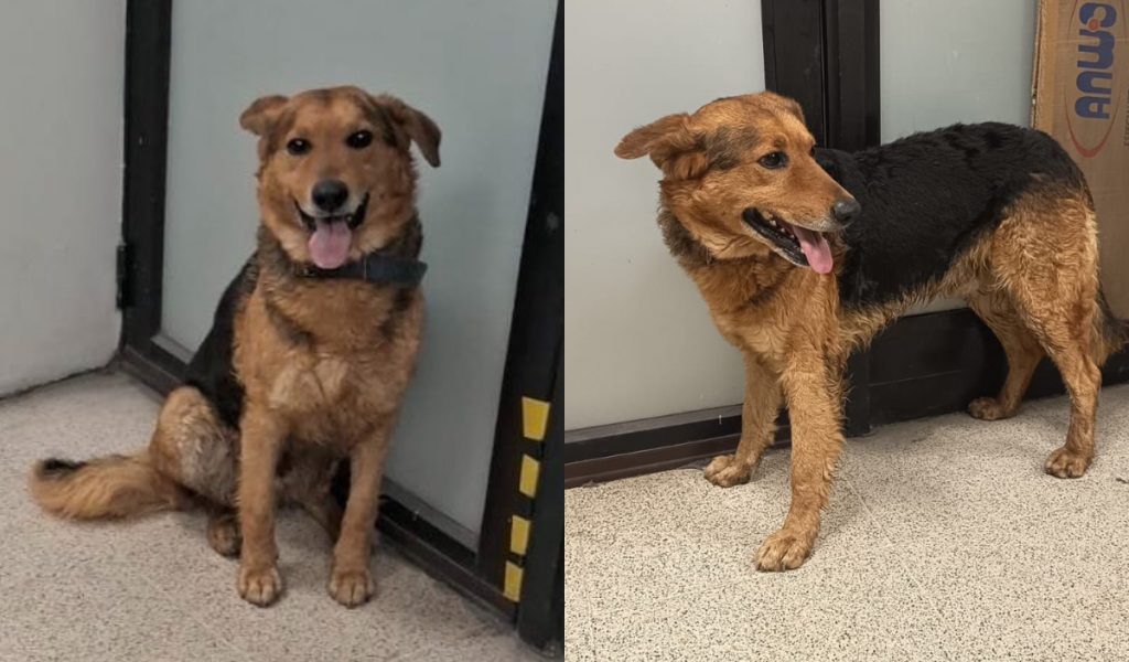 Metro de Santiago busca a familia de perrito rescatado en Línea 4: está en Vicente Valdés