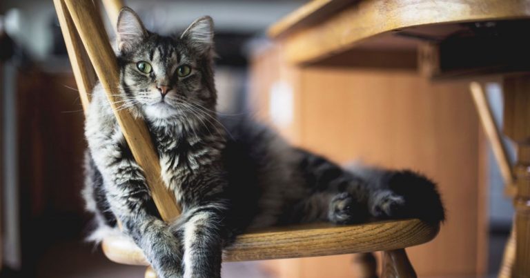 ¿Tu gato nunca sale de casa? Así puede contraer pulgas y parásitos aunque sea “indoor”