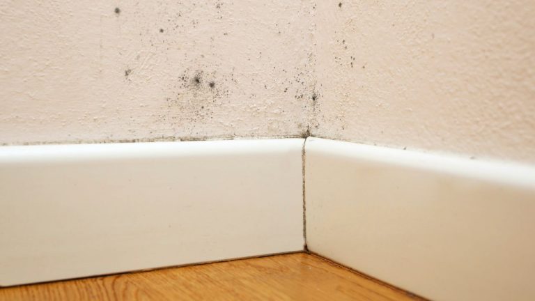 Hongos en el hogar: ¿Cuándo pueden convertirse en un riesgo para la salud?