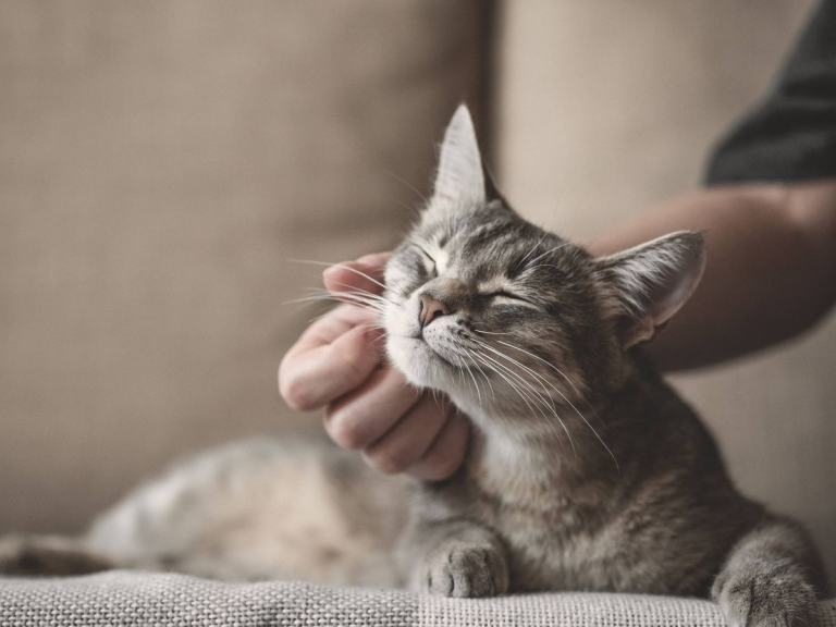 Colmevet llama a cambiar la tenencia de gatos en Chile: estos son los riesgos de dejarlos salir