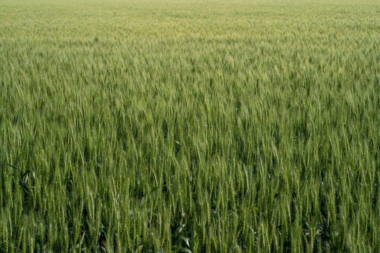 Suelos en Chile bajo presión: erosión alcanza al 49% del territorio y advierten impacto de la sequía